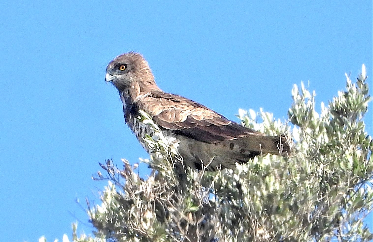 Short-toed Snake-Eagle